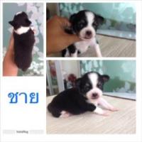 ราคา ชิวาวาขนยาว (315200)