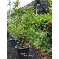 ราคา ขาย ต้นชบา (234730)