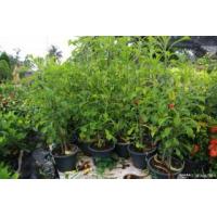 ราคา ขายลีลาวดีลูกศร (235259)