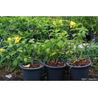 ราคา ขาย ต้นบานบุรี (236671)