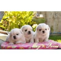 ราคา May's Farm. จำหน่ายลูกสุนัข ปักกิ่งขาว เพศผู้ 2 ตัว เพศเมีย 1 ตัว ไซด์เล็ก หน้าบี้ สีขาว สายพันธุ์แท้ค้า (145750)