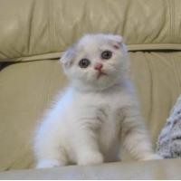 ราคา ขาย Scottish Fold cat 1.5 เดือน