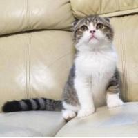 ราคา ขาย Scottish Fold Scottish Fold
