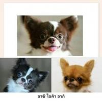 ราคา 3 พ่อพันธ์ชิวาวา(สายไต้หวัน)