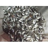 ราคา ขายลูกปลาตะเพียนทอง ทรงสวยๆไซซ์น่าขุนจำนวนจำกัด