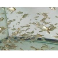 ราคา ขายส่งลูกปลาตะเพียนสั้น