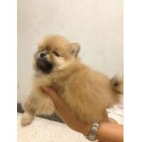ราคา ปอมหน้าหมีโครต 12000 (228129)