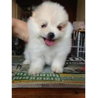 ราคา ปอมขาวเมีย 13000 ทีคัพ (231401)