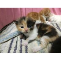 ราคา ขาย Persiancat -