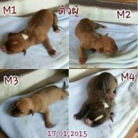ราคา ลูกสุนัขพันธ์ุพิทบูล (313285)