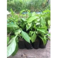 ราคา ขายต้นอังกาบหนู