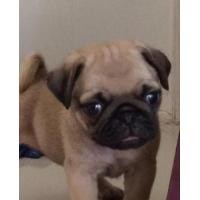 ราคา ขาย PUG 002 เพศเมีย