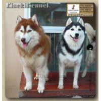 ราคา ขาย Siberian Husky Puppies - March\'11 (115564)