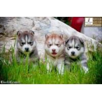 ราคา Siberian Husky Puppies:July2011 (125851)