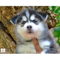 ราคา Siberian husky :Puppies, IT Style (236067)