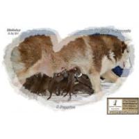 ราคา ขาย SiberianHusky Martial Law (289600)