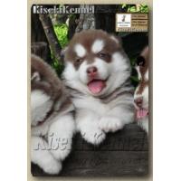ราคา ขาย Siberian Husky Puppies Aug.2010 (76813)