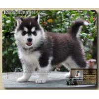 ราคา ไซบีเรียน*ปิดการขายคอกตุลา54*ชุดต่อไป28-1-54*สวยอลังฯแน่นอน* TEL:08-38837999 >รับบัตรเครดิต* (88856)