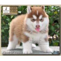 ราคา ไซบีเรียน*ปิดการขายคอกตุลา 8ตัว*ชุดต่อไป28-1-54*สวยอลังฯแน่นอน* TEL:08-38837999 >รับบัตรเครดิต* (89689)