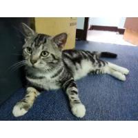 ราคา ขาย Cats รับผสมพันธุ์แมว (381401)