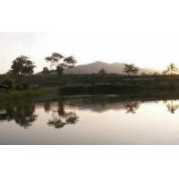 ราคา ขายที่ดินสวย 118 ไร่ กลางเมืองแม่จัน จ.เชียงราย