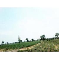 ราคา ที่ดินแปลงสวยราคาถูกโฉนดพร้อมโอน 100 ไร่ ตำบลขามป้อม อ.เปือยน้อย จังหวัดขอนแก่น (277903)