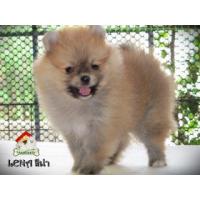 ราคา น้องลีน่า ปอมเมอร์เรเนียน เพศหญิง