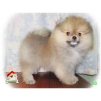 ราคา (ช)ปอมเมอร์เรเนียน หน้าหมี ขนแน่นฟู สายเลือดดี ขาใหญ่ ทรงสั้นมาตรฐาน
