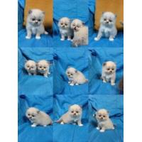 ราคา แมวเปอร์เซีย [หมด]