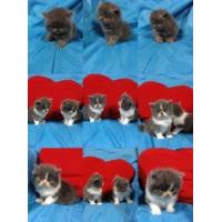 ราคา CAT PERSIAN [SOLD]