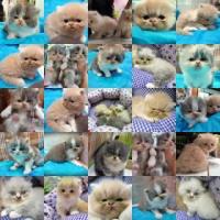 ราคา เปอร์เซียหน้าบี้ (หมดแล้วค่ะ)