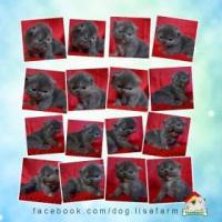 ราคา Lisafarm -ลูกแมวเปอร์เซีย หน้าบี้