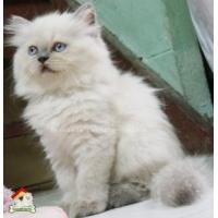 ราคา Lisafarm -(ช)ลูกแมวหิมาลายัน ขนหนา นิสัยร่าเริง