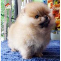 ราคา (ช)น้องGASPER ปอมฯ หน้าหมี ขาใหญ่ เตี้ยสั้น มีใบเพ็ด