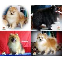 ราคา พ่อพันธุ์ปอมเมอร์เรเนียน *รับผสม* 2,500