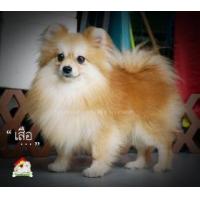 ราคา Lisafarm -(เสือ) พ่อพันธุ์ปอมฯหนุ่ม พร้อมใช้งาน