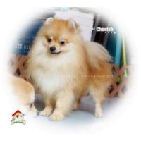 ราคา Lisafarm -(Cheetah) พ่อพันธุ์ปอมฯ พร้อมใช้งาน ไซส์มาตรฐาน
