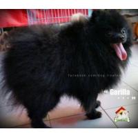 ราคา Lisafarm -(Gorilla) พ่อพันธุ์ปอมฯสีดำ พร้อมใช้งาน