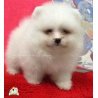 ราคา (ช)น้องCRIFFORD ปอมฯขาว พร้อมใบเพ็ด