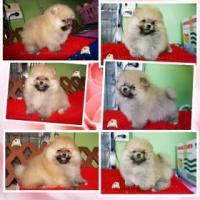 ราคา Lisafarm - 2 สาวน้อย หน้าหวาน ขนแน่นขาใหญ่