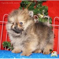 ราคา (ช)ปอมฯรูปงาม ชาติตระกูลดี อายุ 60 วัน วัคซีน+ถ่ายพยาธิ พร้อมใบเพ็ดดีกรี