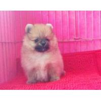 ราคา (ช)ปอมเมอร์เรเนียน 3 ตัว สีส้ม(2)และครีม หน้าตาดี พร้อมใบเพ็ด