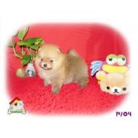 ราคา สามสาว ปอมเมอร์เรเนียน 3 สาว อารมณ์ดี พร้อมย้ายบ้านค่ะ