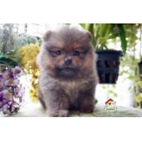 ราคา (ญ)น้องปอมฯ หน้าหมี ขนแน่น ขี้เล่น มีใบเพ็ดฯ