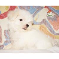 ราคา Lisafarm - (ญ)มอลทีส หน้าหวาน ไซส์จิ๋ว สุขภาพแข็งแรง เพ็ดดิกรีเต็มใบ