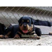 ราคา ขาย LITTER-X -