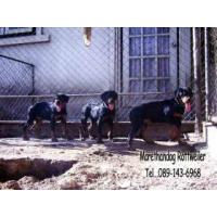 ราคา ขาย Litter-X3month -