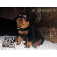 ราคา เปิดจองลูกร็อตไวเลอร์ สายพันธุ์แท้ คุณภาพ