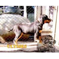 ราคา ขาย ULYSSES litter-U