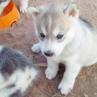 ราคา ขายลูกสุนัข[[[[Siberian Husky]]]] สวยๆ ราคาไม่แพงค่ะ (307331)